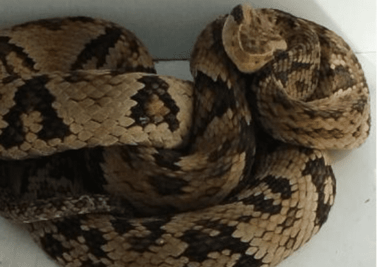 GCM captura jararaca de 1,3 metro na Vila Sítio dos Morros