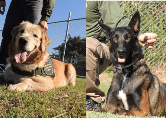 Cães farejadores do Mapa chegam ao aeroporto de Guarulhos para reforçar a fiscalização