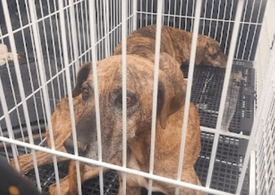Polícia Militar resgata cães que sofriam maus-tratos em Suzano