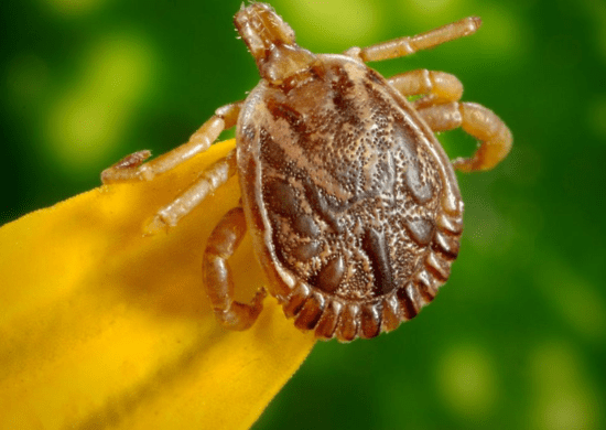 Febre Maculosa: saiba mais sobre as principais medidas de combate e prevenção