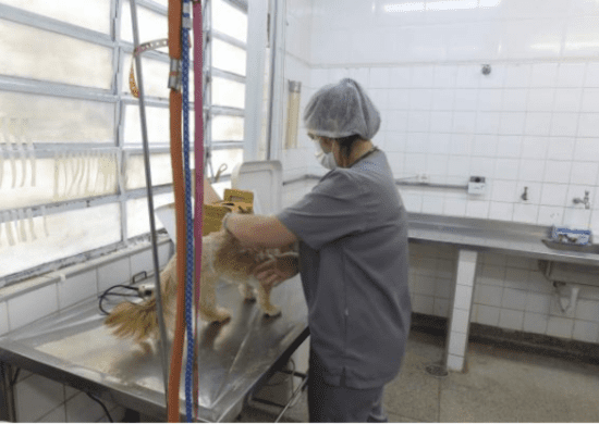 Prefeitura oferece mais de 1,1 mil vagas de castração gratuita de cães e gatos