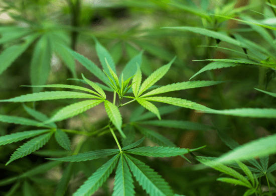 STF deve julgar descriminalização das drogas amanhã