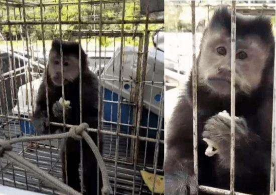 GCM resgata macaco-prego em situação de risco no Jardim São João