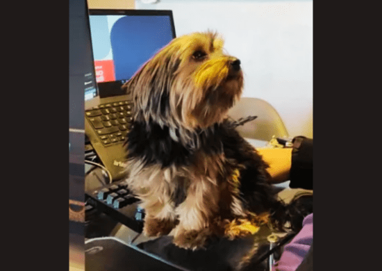 Cão desaparecido em posto de gasolina de Jundiaí é reencontrado após três dias por família de Guarulhos