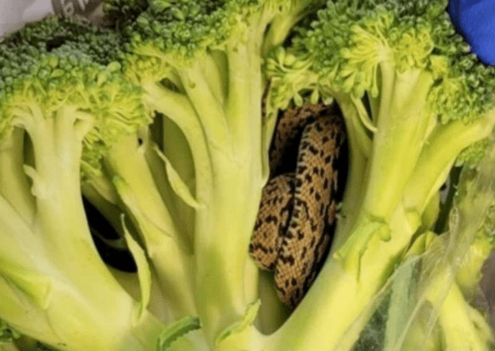 Idoso encontra cobra em saco de brócolis que comprou em mercado