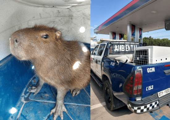 GCM captura capivara em posto de combustível no Jardim Presidente Dutra