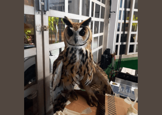 GCM resgata duas corujas feridas por pipas com cerol e linha chilena