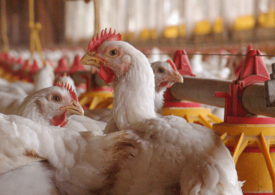 Governo recomenda a todos os Estados declararem emergência zoossanitária por conta da gripe aviária