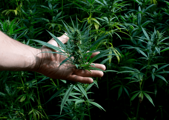 STF retoma nesta quinta julgamento sobre descriminalização das drogas