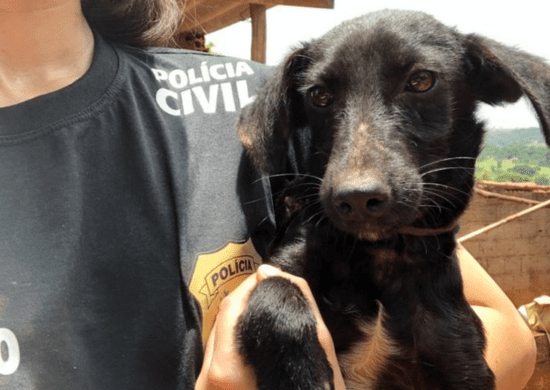 Polícia Civil de SP resgata 14 cães vítimas de maus-tratos na Zona Leste da capital
