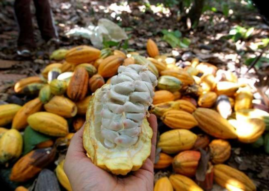 Governo de SP promove Festa do Chocolate neste fim de semana na capital