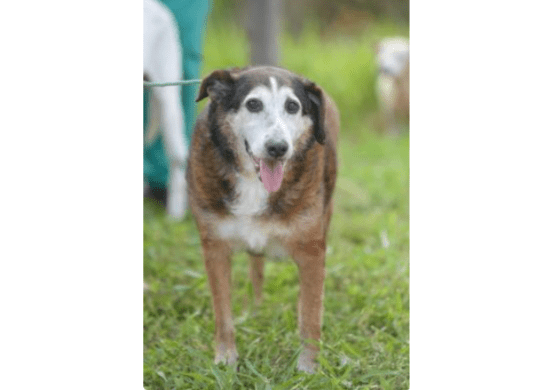 Prefeitura oferece cursos gratuitos para interessados em trabalhar na área pet