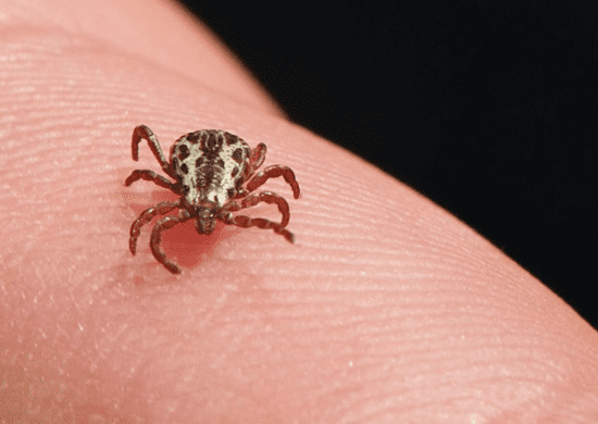 Campinas confirma mais duas mortes por febre maculosa