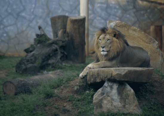 Atividade sobre leões abre a agenda ambiental de agosto do zoológico de Guarulhos