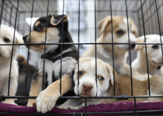 Alesp aprova lei que proíbe a comercialização de animais em pet shops