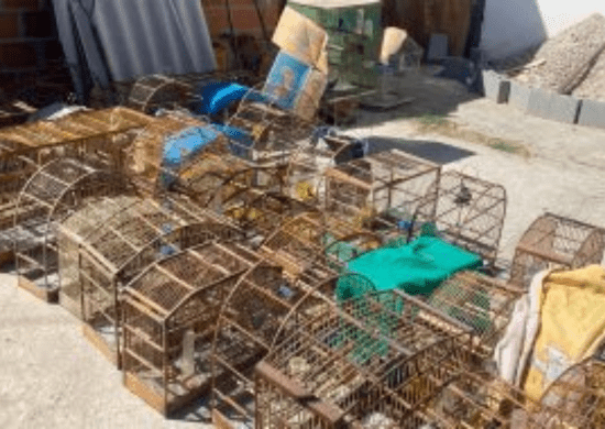 PM Ambiental resgata 71 aves mantidas em cativeiro em São José dos Campos