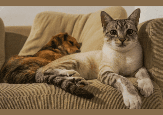 Comissão da Câmara aprova proposta que inclui contagem de cães e gatos no Censo