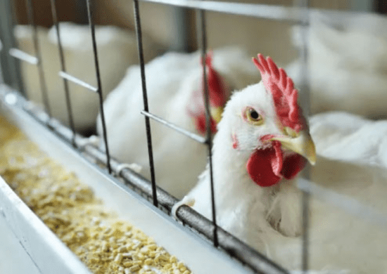 URGENTE: Governo de SP decreta estado de emergência por gripe aviária