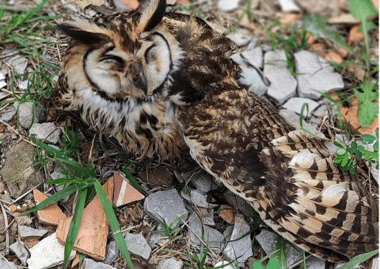 GCM apreende dois pássaros silvestres em cativeiro ilegal e resgata uma coruja-orelhuda ferida