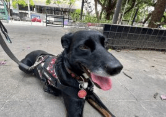 Conheça Mani, o 1º cão perito da Polícia Científica de São Paulo