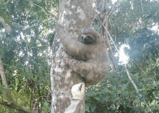 GCM resgata 20 animais silvestres feridos ou em situação de risco em 10 dias