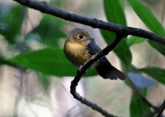 Ave assanhadinho-de-cauda-preta é registrada pela primeira vez em Guarulhos