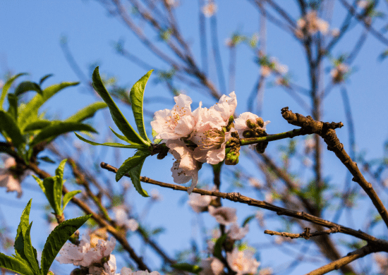 Primavera começa às 3h50 deste sábado