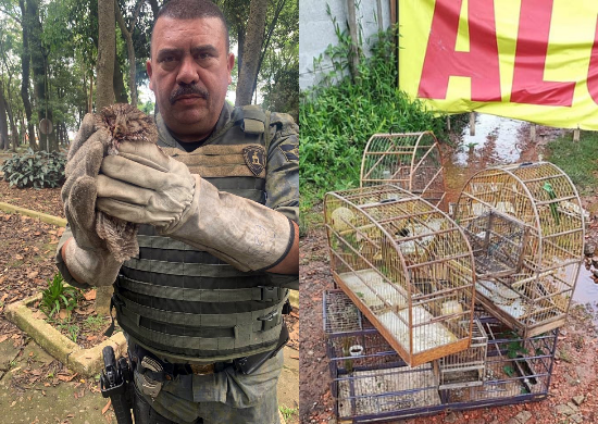 GCM resgata oito pássaros silvestres em cativeiro no Jardim Maria de Lurdes