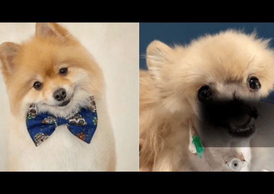 Justiça decreta prisão do responsável por ataque que matou cãozinho de estimação em São José dos Campos