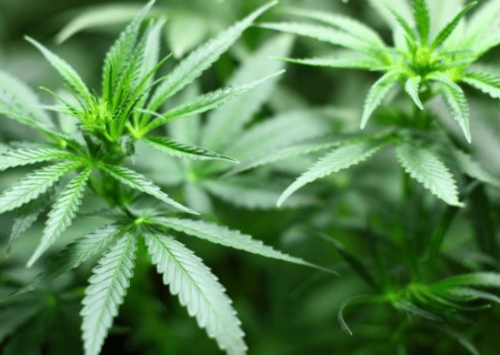 URGENTE: Por unanimidade, STF aprova pena de regime aberto para tráfico privilegiado