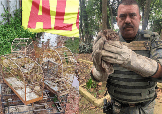 GCM resgata oito pássaros silvestres em cativeiro no Jardim Maria de Lurdes
