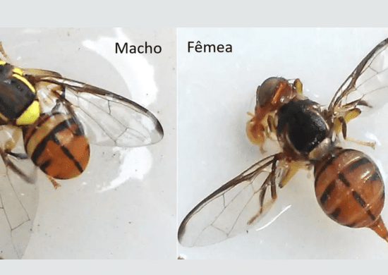 Ministério da Agricultura declara emergência fitossanitária para conter avanço da Mosca-da-Carambola