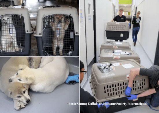 Coreia do Sul aprova lei que proíbe consumo de carne de cachorro