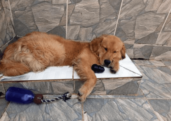 Dona de canil e gatil em Guarulhos é condenada por maus-tratos a animais