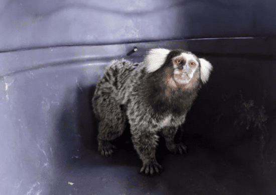 GCM e PRF resgatam sagui-de-tufo-branco sob risco de atropelamento na Via Dutra