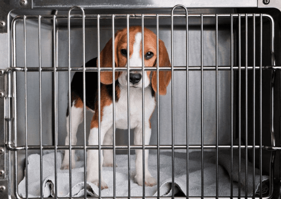 Projeto autoriza dedução no IR de doações para a proteção de animais