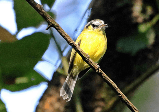 Ave ameaçada de extinção é registrada no Núcleo Cabuçu do Parque da Cantareira