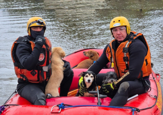 Bombeiros de SP resgatam quatro cachorros em casa alagada no RS