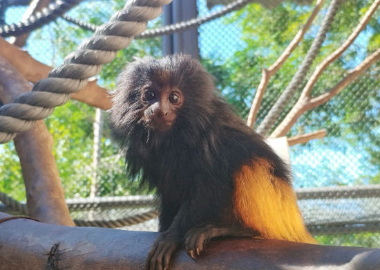 Núcleo de Conservação da Fauna Silvestre de SP tem novo filhote de mico-leão-preto