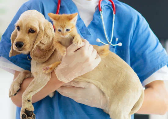 UNG realiza palestra sobre manejo de doenças renais em animais