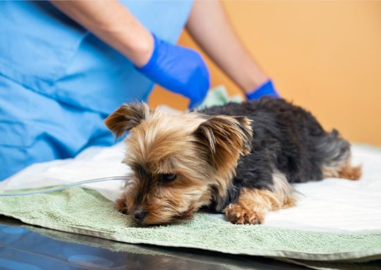 Prefeitura abre inscrições para 1,7 mil vagas de castração gratuita de cães e gatos