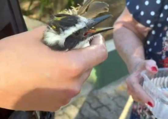 GCM resgata bem-te-vi pendurado em linha de pipa em árvore na Vila Galvão