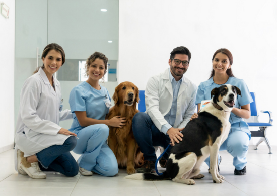 Prefeitura abre inscrições para cursos profissionalizantes na área pet