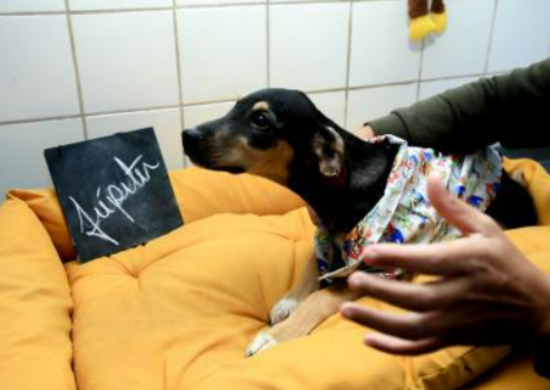 Adoção de cães e gatos é destaque do Você na Prefeitura no Jd. Acácio no sábado