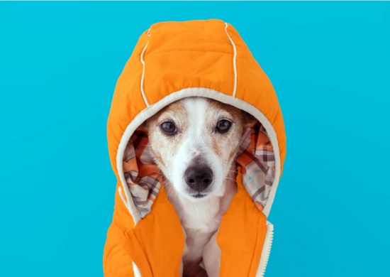 Campanha de arrecadação de agasalhos para pets recebe doações em 93 pontos de Guarulhos