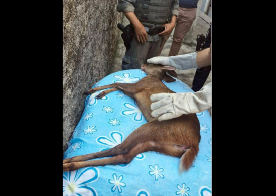 Prefeitura resgata veado-catingueiro em residência no Jardim Doraly