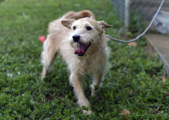 Prefeitura recebe cadastro de protetores individuais de animais até o próximo dia 21