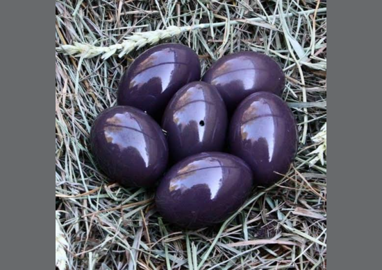 PF flagra passageiro com ovos de aves raras no aeroporto de Guarulhos