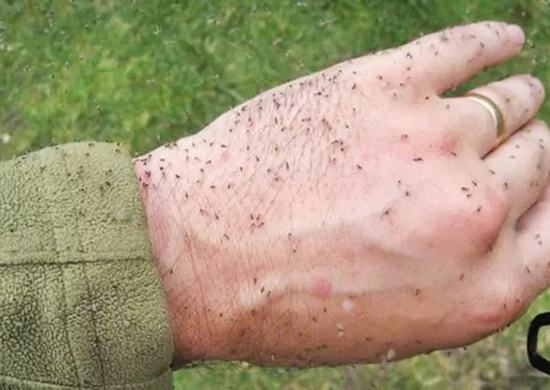 Apenas cinco estados ainda não notificaram casos de Oropouche