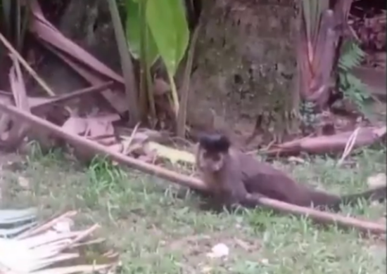 Polícia prende casal que dopava e vendia macacos do Jardim Botânico